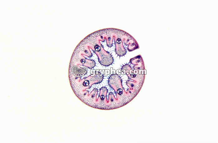 Feuille d'Oyat en milieu très sec CT x4 - gryphea.org